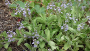 Rozrazil lékařský